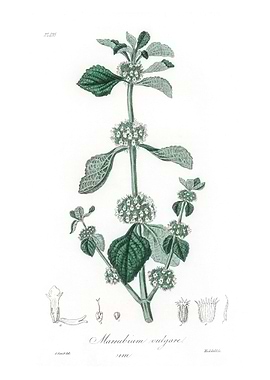 White horehound Marrubium
