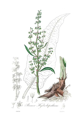 Water dock Rumex