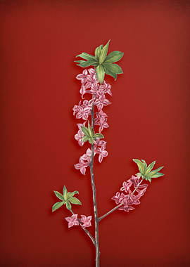 February Daphne Flowers