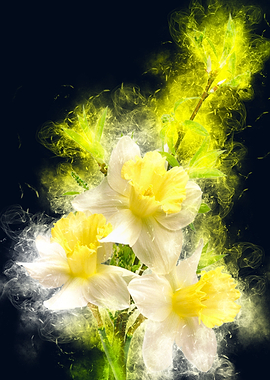 yellow white daffodil