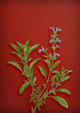 Garden Sage on Red