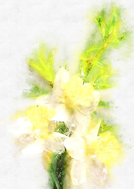 yellow white daffodil