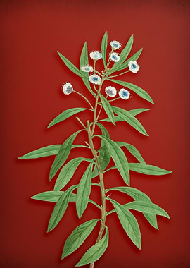 Globe Daisy Shrub on Red