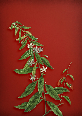Goji Berry Tree on Red