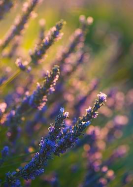 Lavender 5