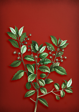 Evergreen Oak on Red