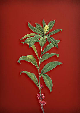 February Daphne Flowers