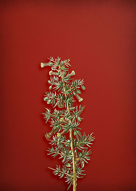 Kraal Honey Thorn on Red