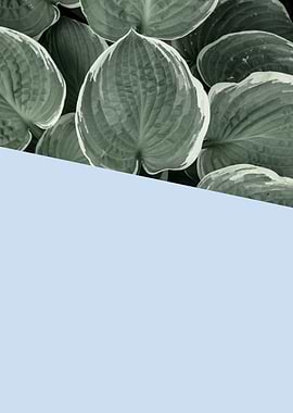 Minimalist botanical II