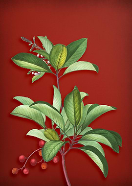 Greek Strawberry Tree Red