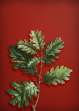 Hungarian Oak on Red