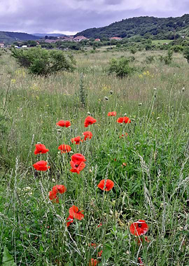 Landscape with poppy