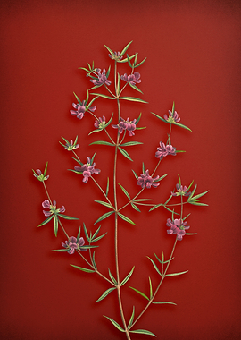 Heath Mirbelia on Red