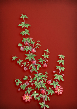 Madder Leaf Bauera on Red