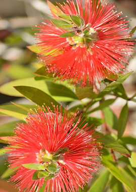 Red Bottlebrush