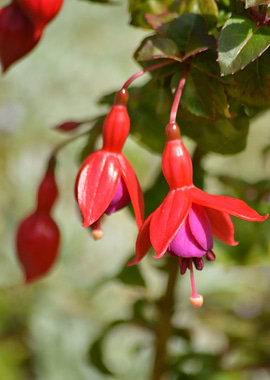 Fuchsia One