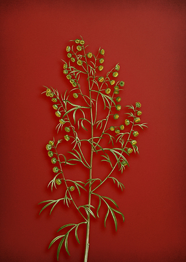 Madeira Wormwood on Red