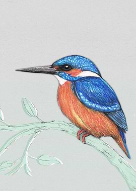 The kingfisher
