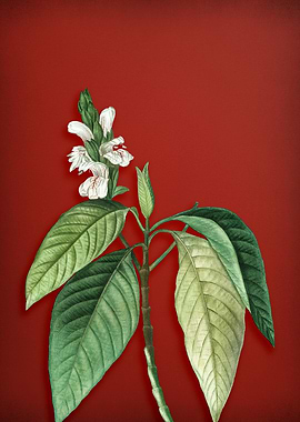 Malabar Nut on Red