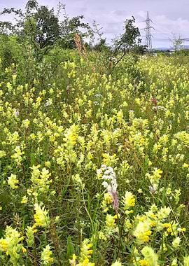 Field with yellow flowers