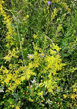 Goldenrods in the grass