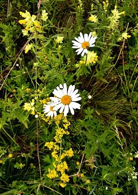 Daisies and goldenrods