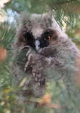 Long Eared Owlet