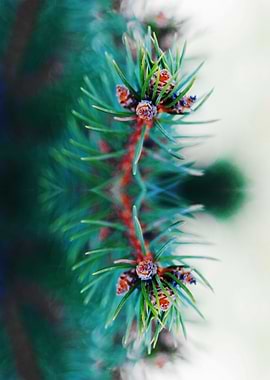 A branch of a blue spruce