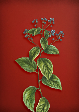 New Jersey Tea on Red