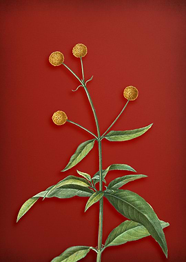 Orange Ball Tree on Red