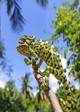 black green lizard