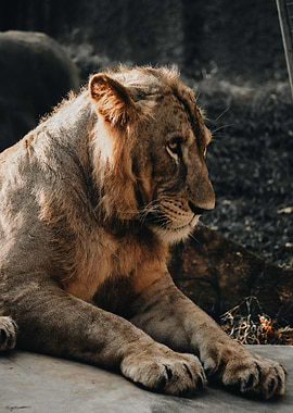 Lion