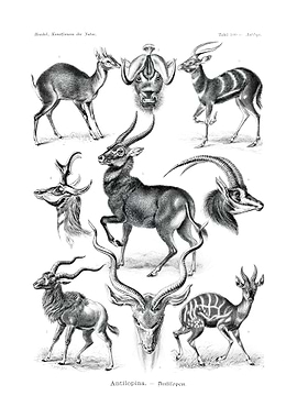 Antilope