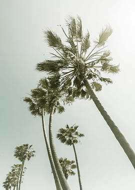 Vintage Palm Trees