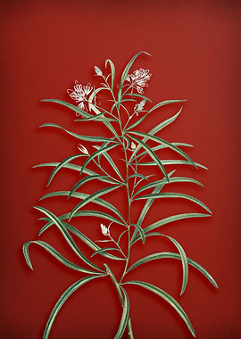 Spider Flower on Red