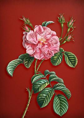 Pink Wild Rose on Red