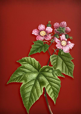 Purple Raspberry on Red