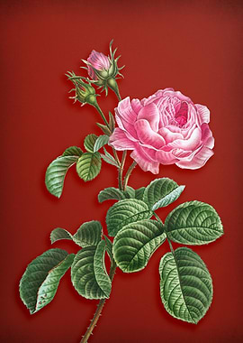 Provence Rose on Red