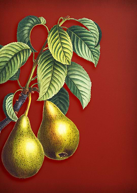 Pear on Red