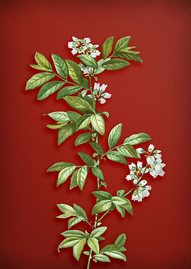 Rabbit Eye Blueberry Red