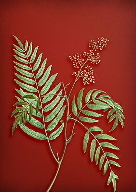 Peruvian Pepper on Red