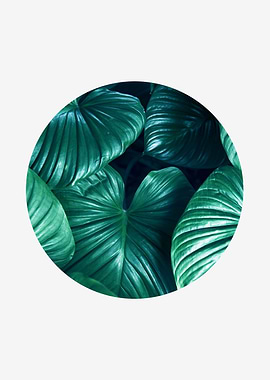 botanical polygon II