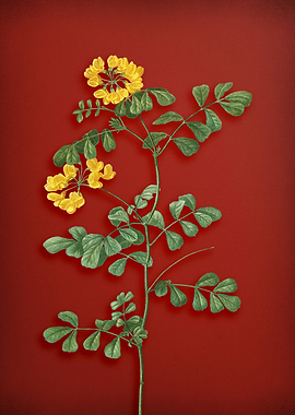 Scorpion Vetch Plant Red