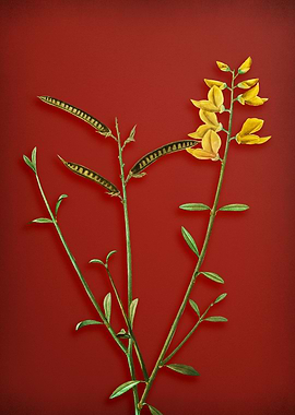 Spanish Broom on Red