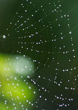 Raindrops Suspended 2