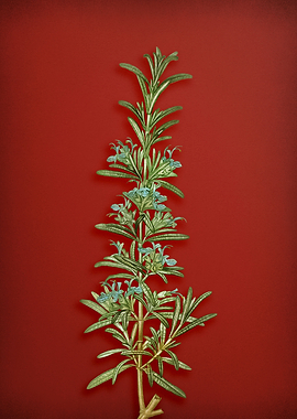 Rosemary on Red