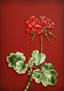 Scarlet Geranium on Red
