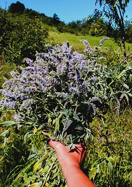 Cottagecore mint bouquet
