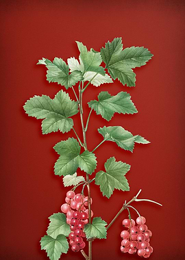Redcurrant Plant on Red