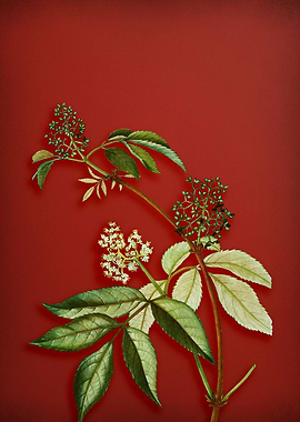 Red Elderberry on Red
